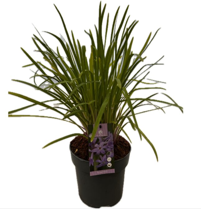Tulbaghia 'Flamingo P22', D 22