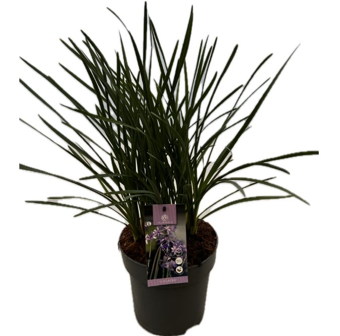 Tulbaghia 'Violacea P22', D 22