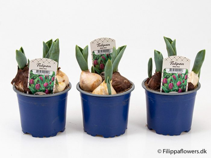TULIPA FERGANICA 'Baby blue', D 10