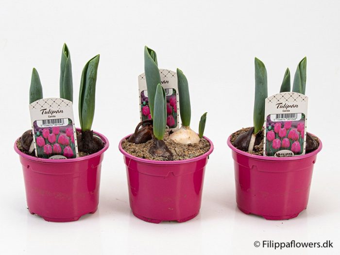 TULIPA FERGANICA 'Carola', D 10