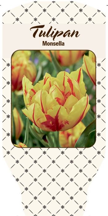TULIPA FERGANICA 'Monsella', D 11
