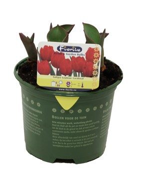 Tulp Couleur Cardinal, D 13