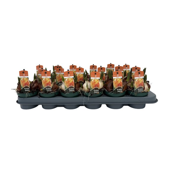 Tulp Geel/Oranje Granny Award, D 9