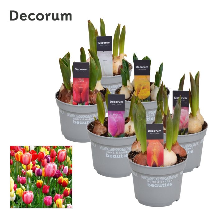 Tulp gemengd, D 12