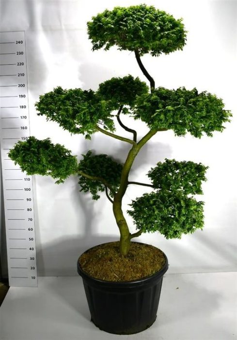 Ulmus "jaqueline Hillier", D 80