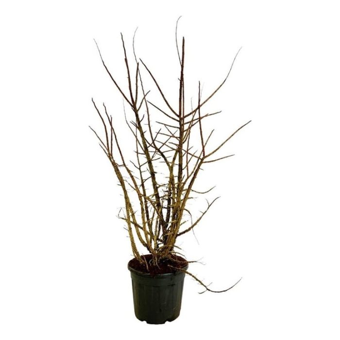 Ulmus minor suberosa, D 40
