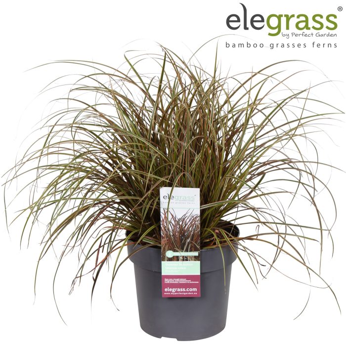 Uncinia rubra 'Everflame' P19, D 19