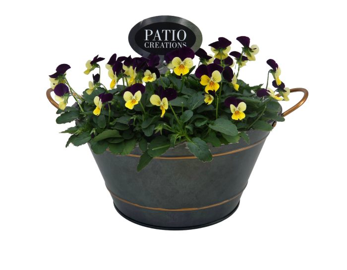 V839-9323 Viola Sterre zink rond, D 22