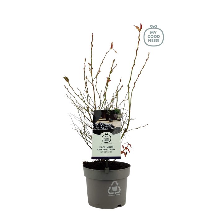 Vaccinium 20cm /2 liter 'Denise', D 17