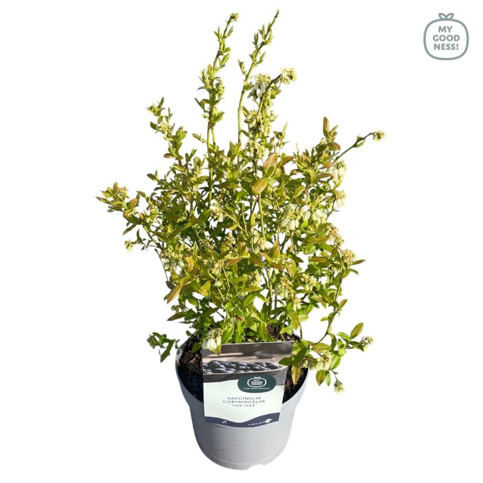 Vaccinium 20cm /2 liter 'Top Hat', D 17