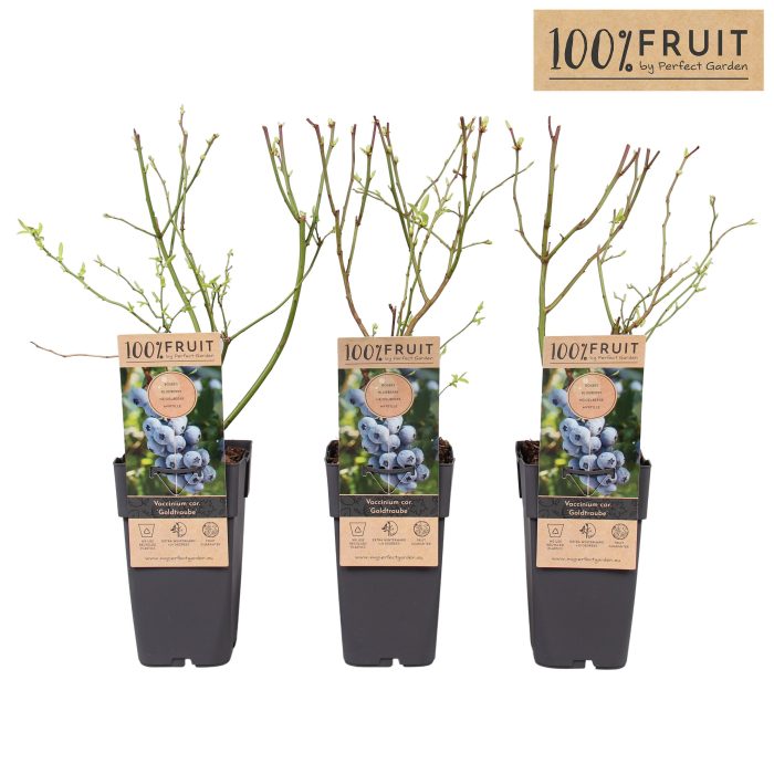 Vaccinium cor. Goldtraube 71 P15, D 15