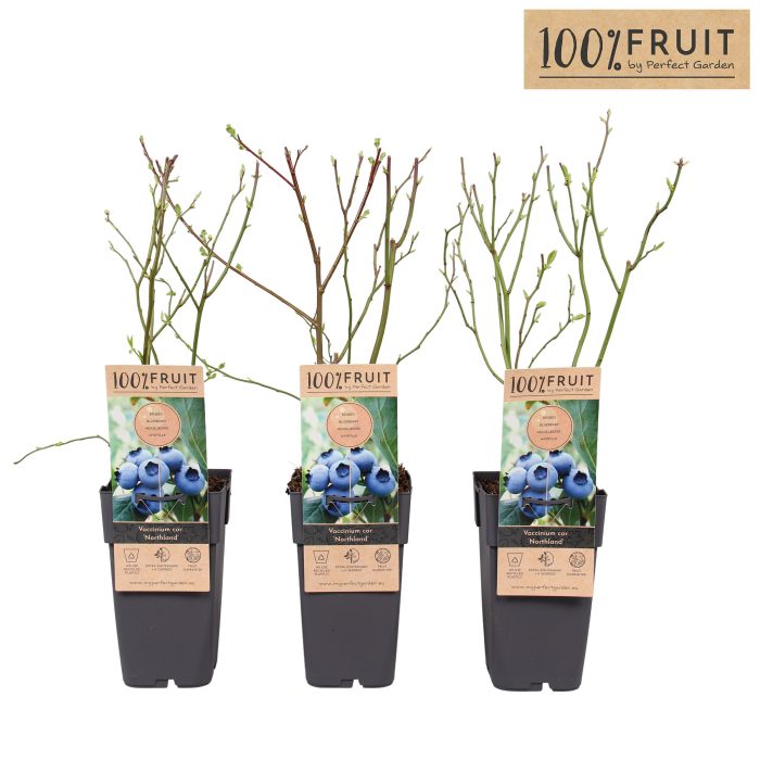 Vaccinium cor. Northland P15, D 15