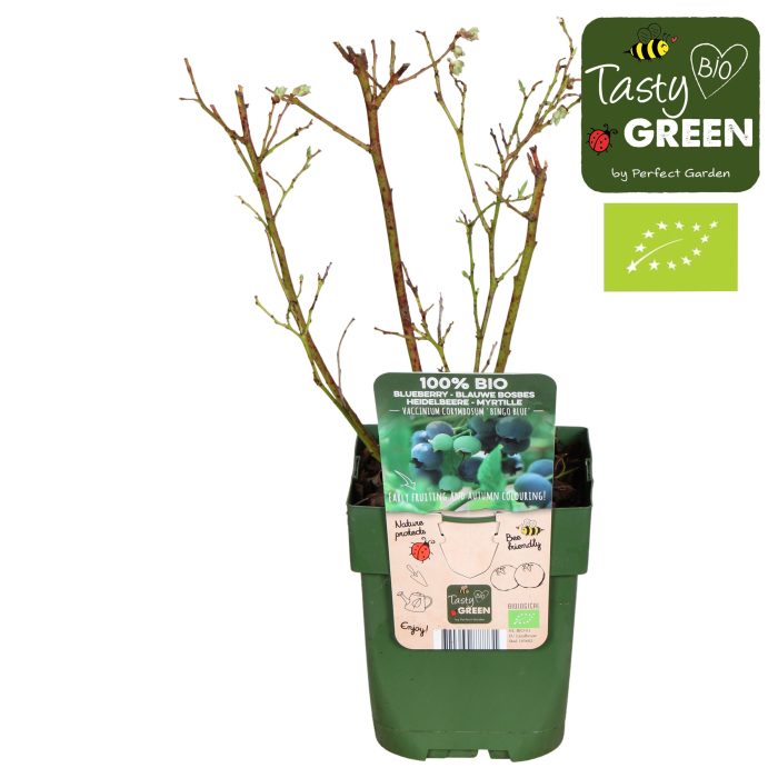 Vaccinium corymbosum 'Bingo Blue' Bio P13, D 13