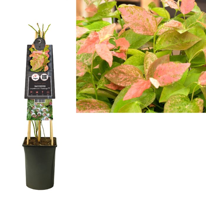 Vaccinium corymbosum 'Flamingo' +3.0 label, D 17