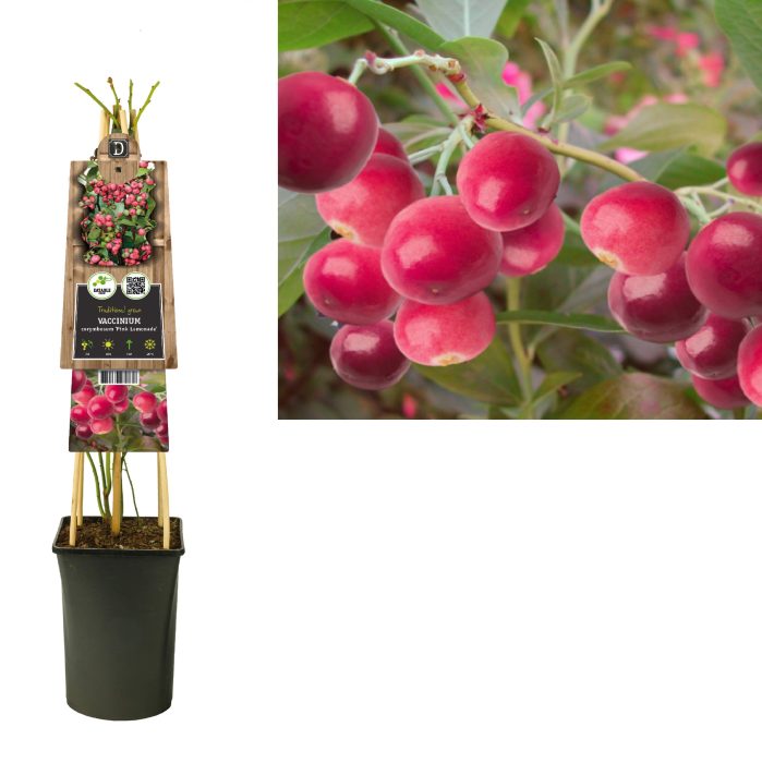 Vaccinium corymbosum 'Pink Lemonade' +3.0 label, D 17