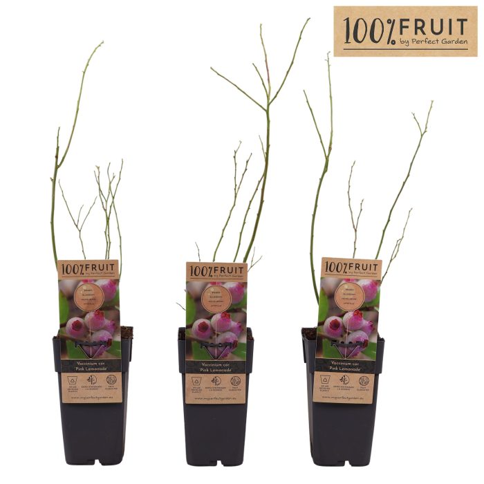 Vaccinium Pink Lemonade® P15, D 15