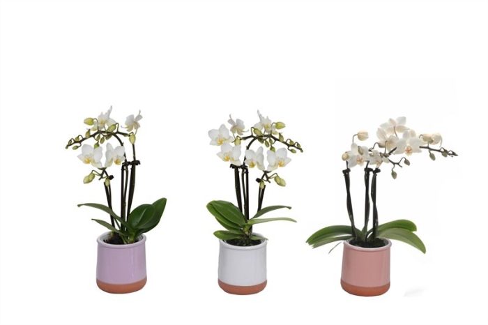 Valencia p06 mix Phal Tiny Dolls white 3T18+, D 6