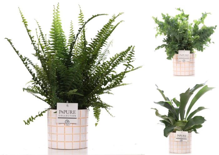 Varens gemengd in P&PURE Pure Tirza ceramics, D 12