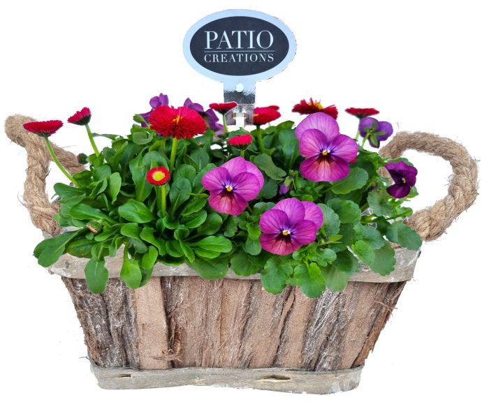 VB651-9001 Viola/Bellis bosmand oren S, D 20