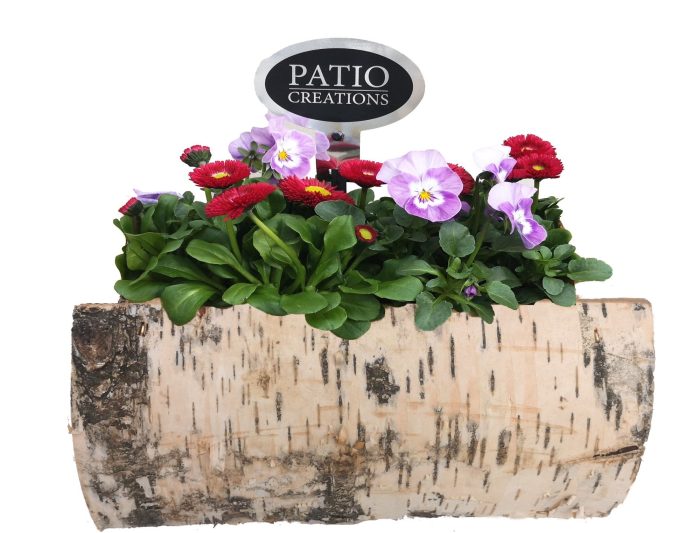 VB665-9001 Viola/Bellis berkenhout S, D 21