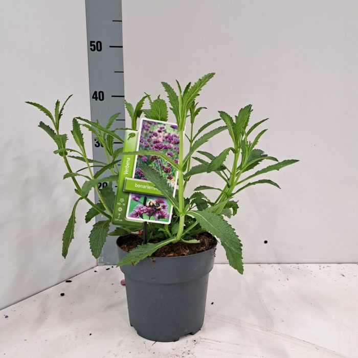 Verbena bonariensis, D 17