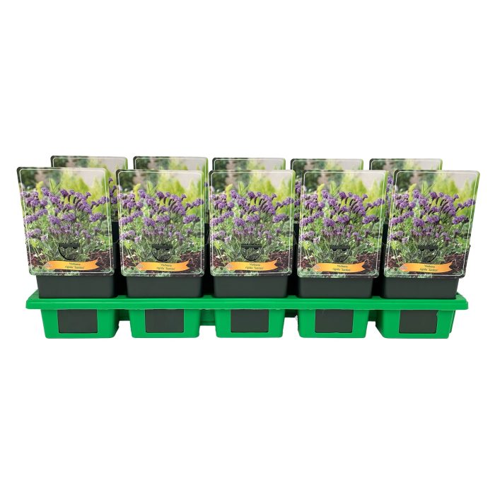 Verbena rigida Santos P11, D 11