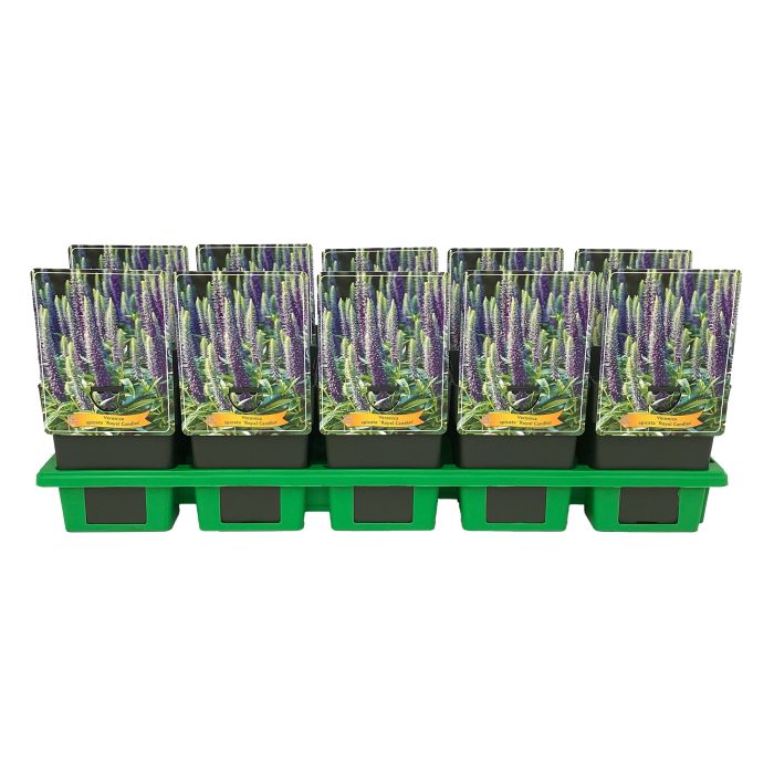 Veronica spicata 'Royal Candles' P11, D 11