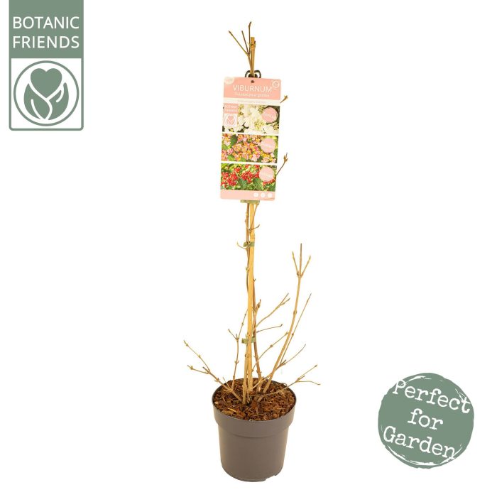 Viburnum ' Kilimandjaro Sunrise' ®, D 19