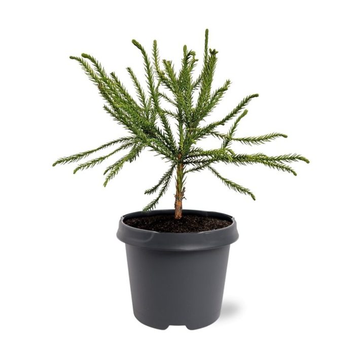 Cryptomeria japonica 'Dacrydioides', D 23