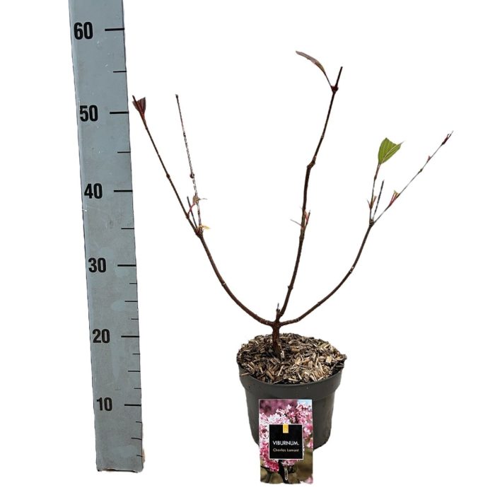 Viburnum bodnantense 'Charles Lamont', D 17