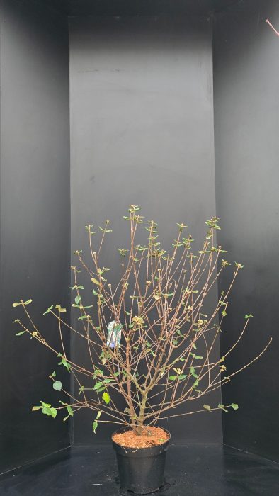 Viburnum burkwoodii, D 32