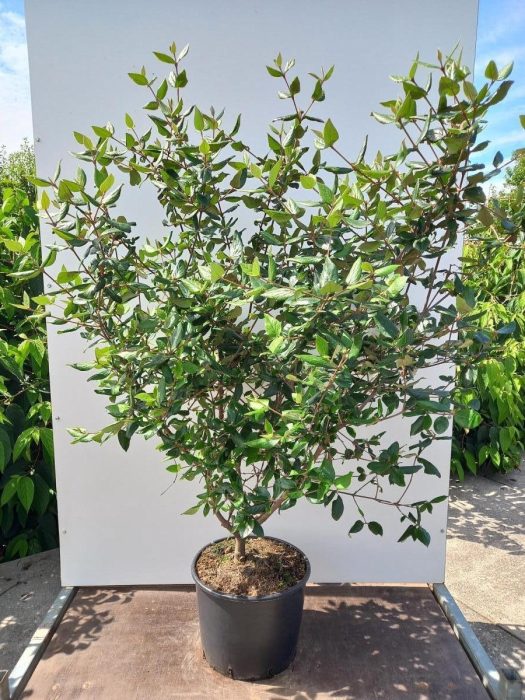 Viburnum burkwoodii, D 40