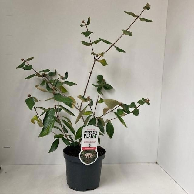 Viburnum burkwoodii, D 19