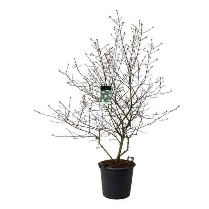 Viburnum burkwoodii, D 50