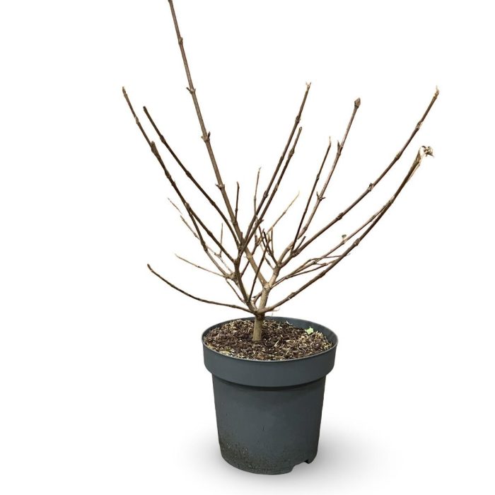Viburnum carlcephalum, D 32