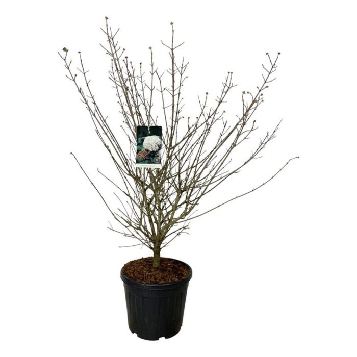 Viburnum carlcephalum, D 50