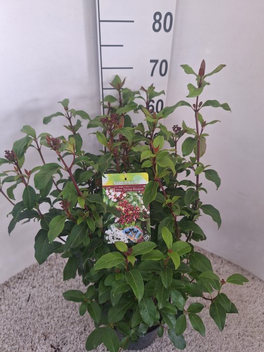 Viburnum overig, D 21