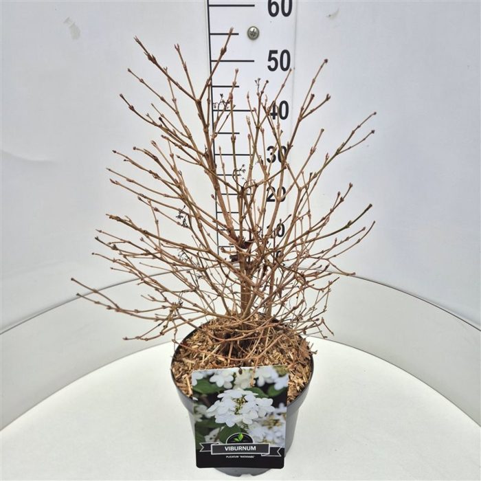 Viburnum plic. 'Watanabe', D 28