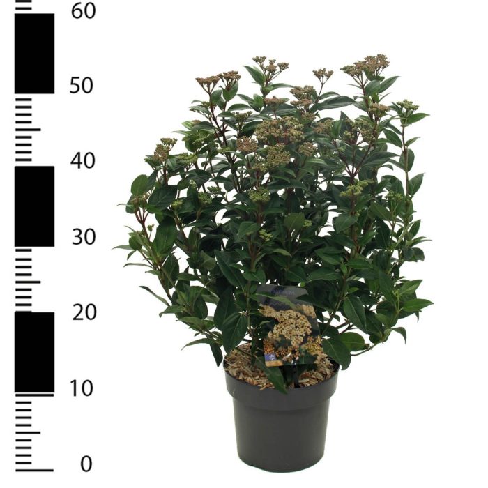 Viburnum tinus, D 17
