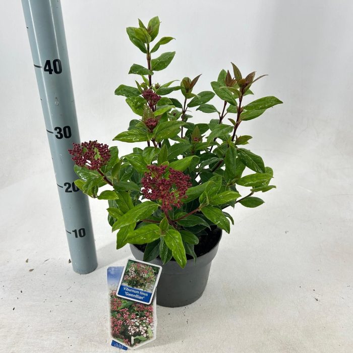Viburnum tinus ‘Gwenllian’, D 17