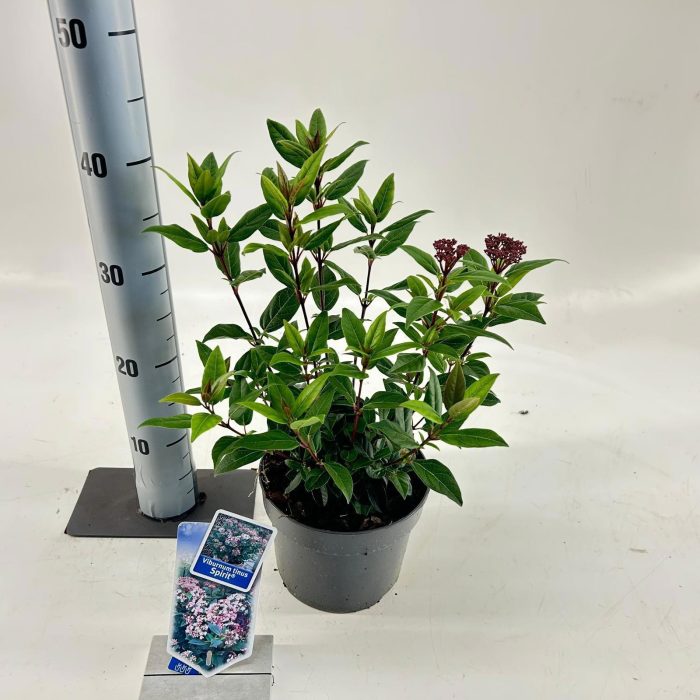 Viburnum tinus Spirit ('Anvi'PBR), D 17