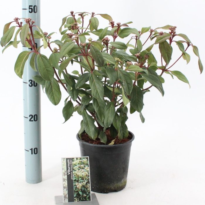Viburnum x globosum 'Jermyn's Globe', D 17