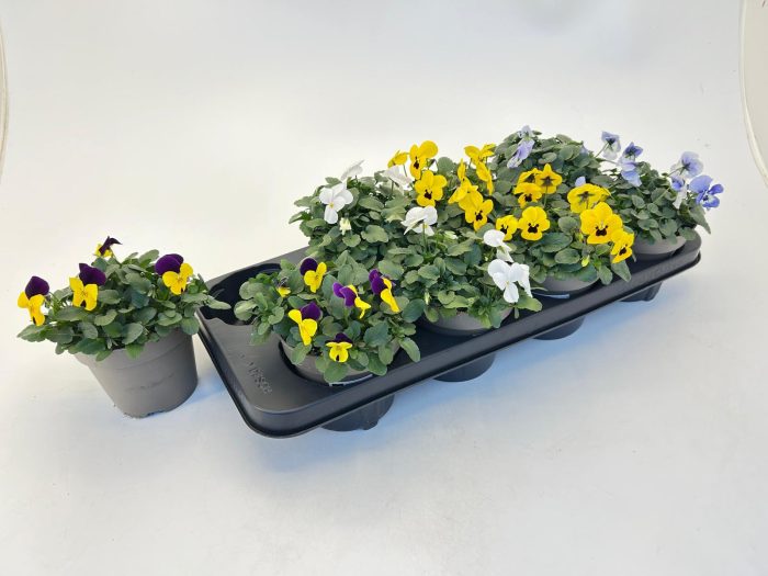Viola cornuta, D 13