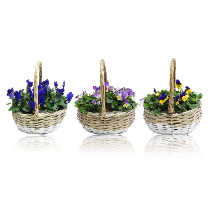 Viola Cornuta in Mand met Hengsel Ovaal 22 cm, D 22