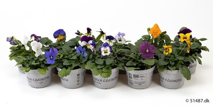 VIOLA CORNUTA-HYBRID 'MIX', D 9