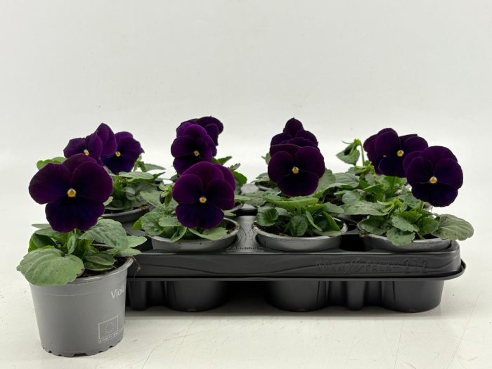 Viola F1 Clear Violet, D 9