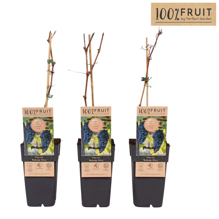 Vitis Boskoop Glory P15, D 15