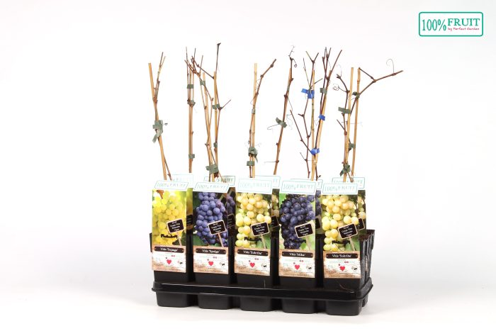 Vitis mix laag winterhard P15, D 15