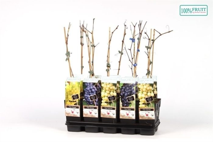 Vitis mix tray winterhard P15, D 15