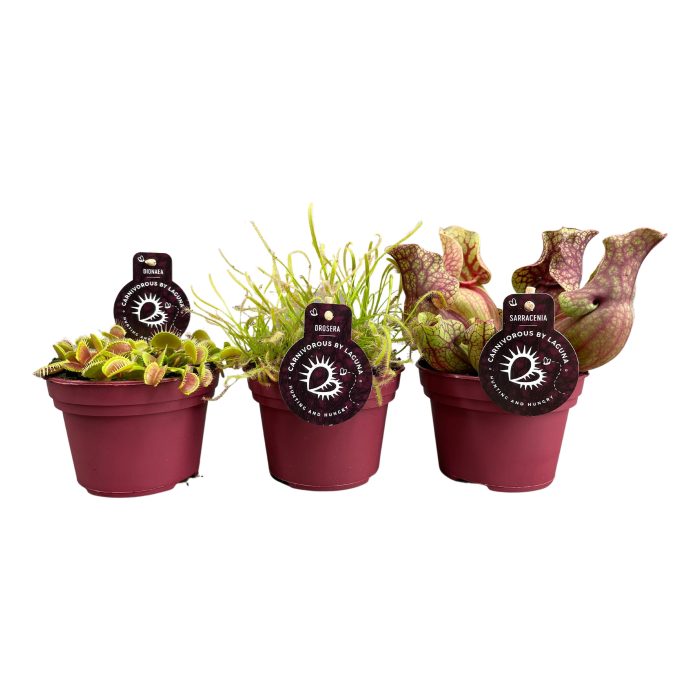 Vleesetende planten mix | 2 Sarraccina, 2 Drosera Capensis, 2 Dionaea, D 12